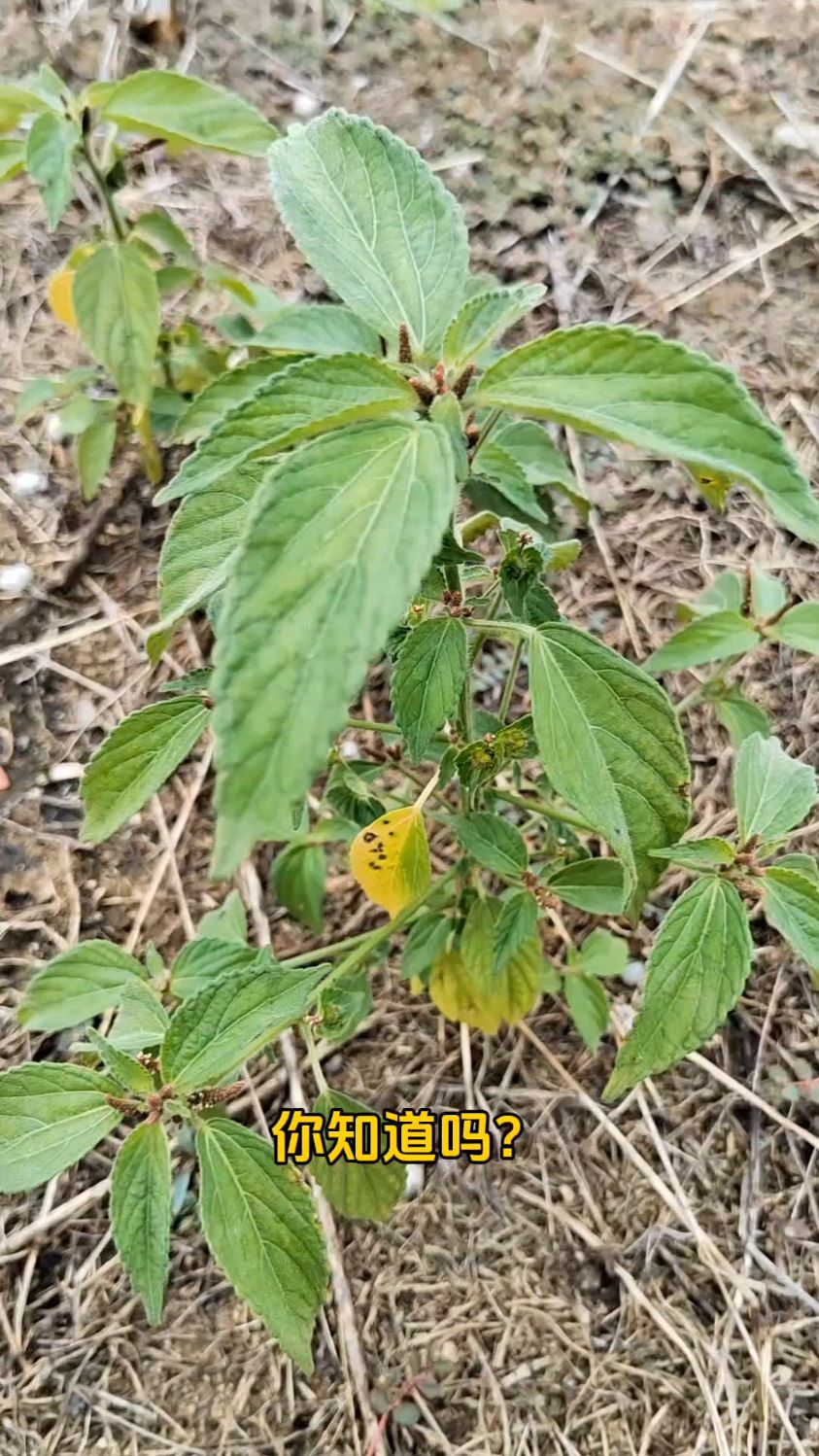 铁苋菜又叫血见愁也叫长寿菜
