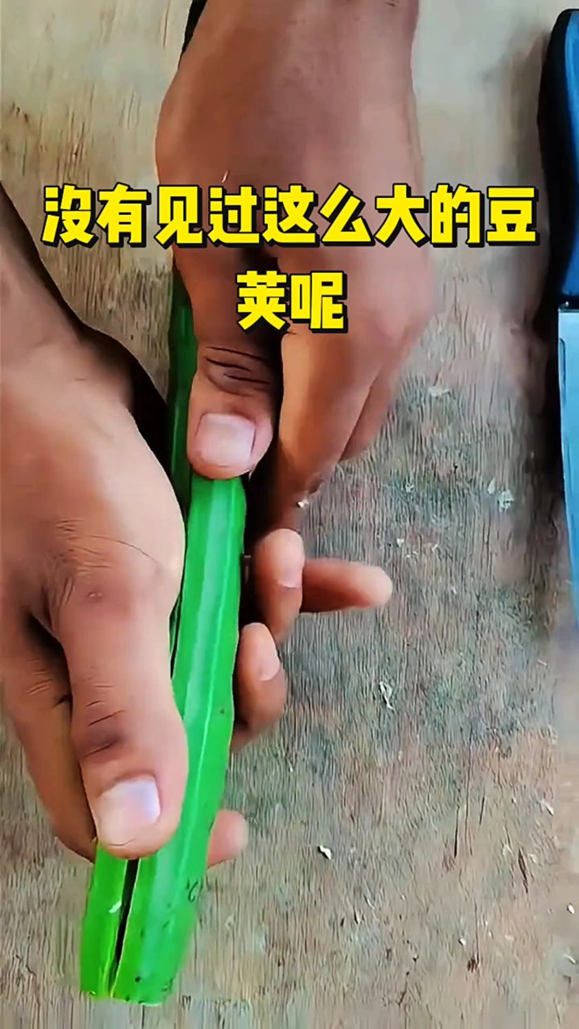 没有见过这么大的豆荚呢