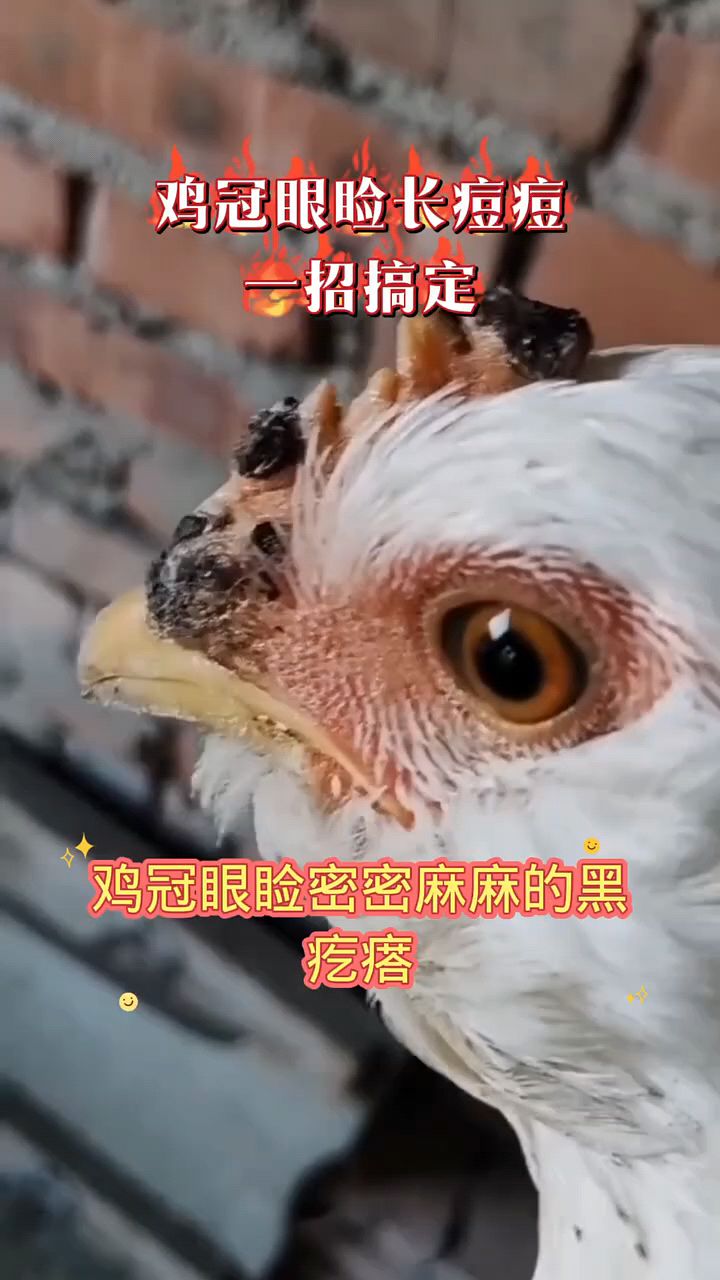 鸡冠长痘痘一招搞定