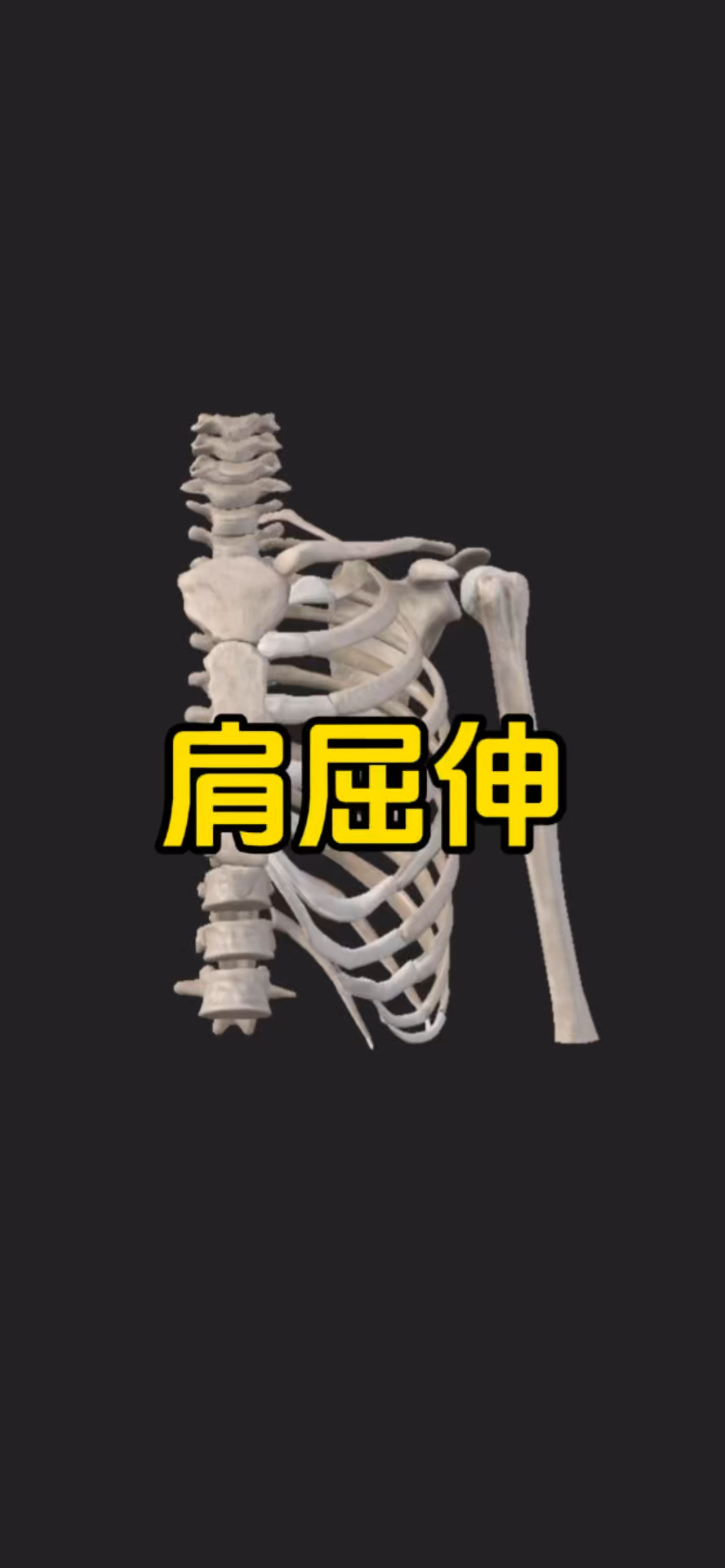 肩关节屈伸的肌肉有哪些?