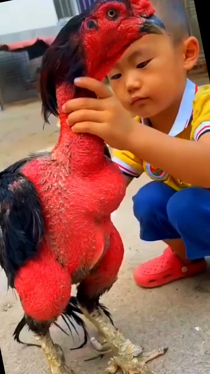 看看这鸡漂亮啊真漂亮