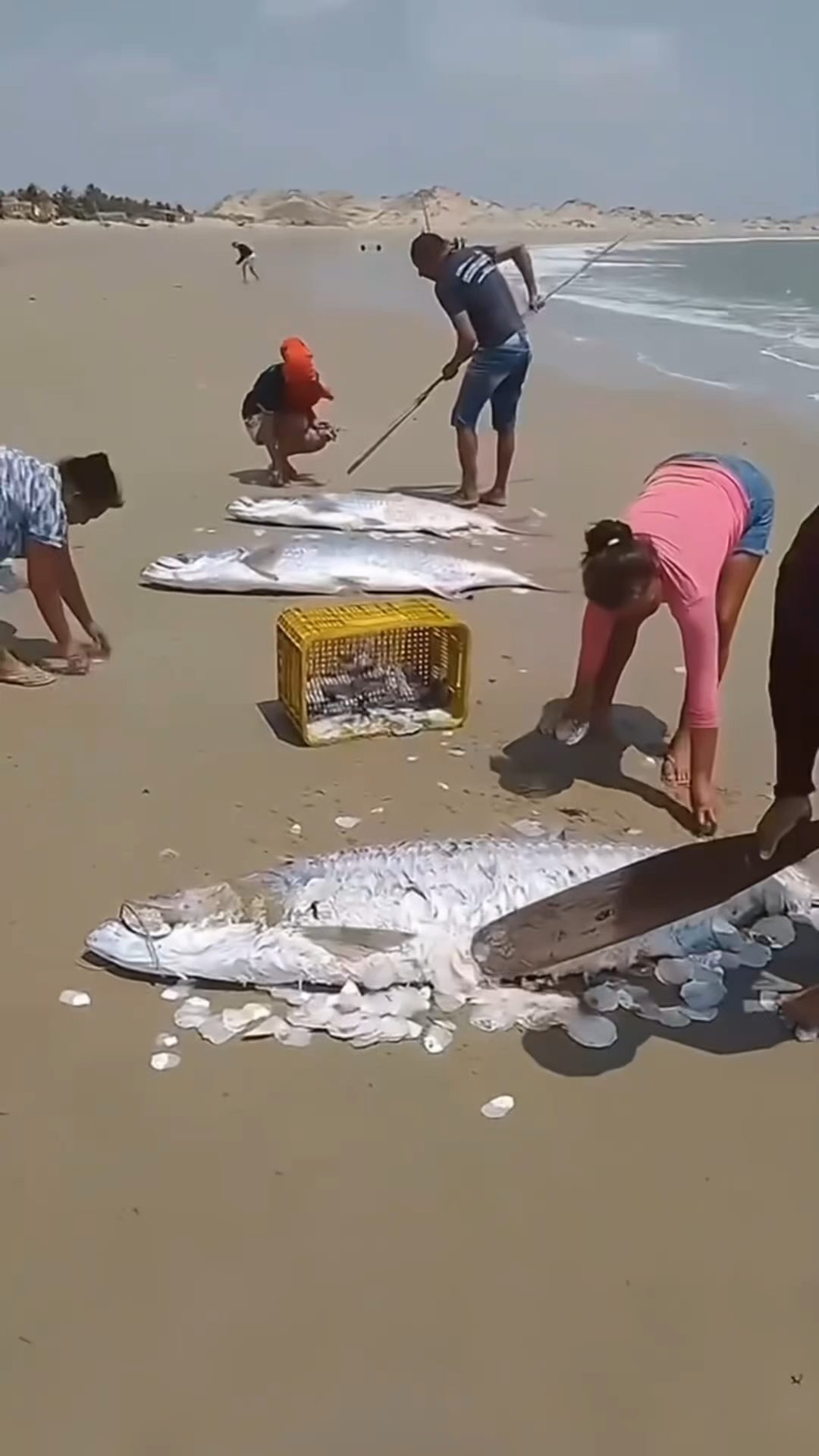 捕获大西洋大海鲢