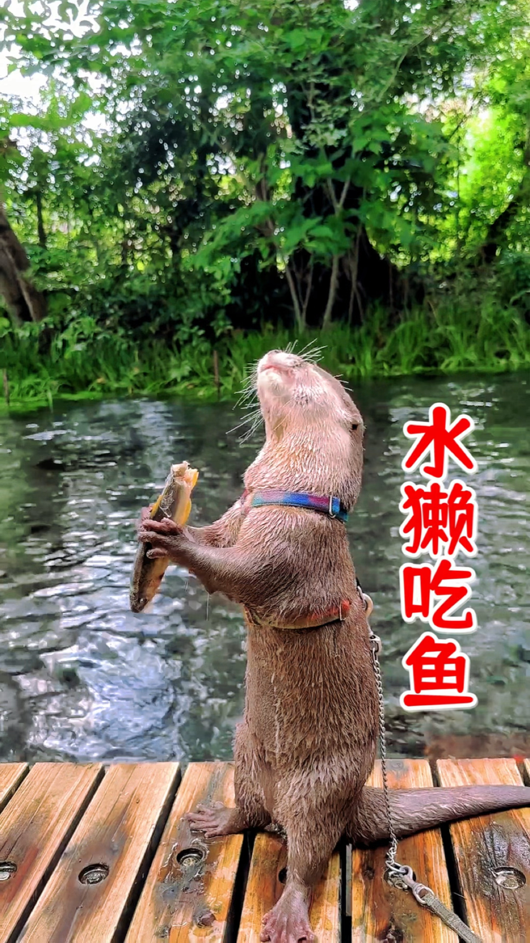 这么有意思的水獭吃鱼,还真是头一次见