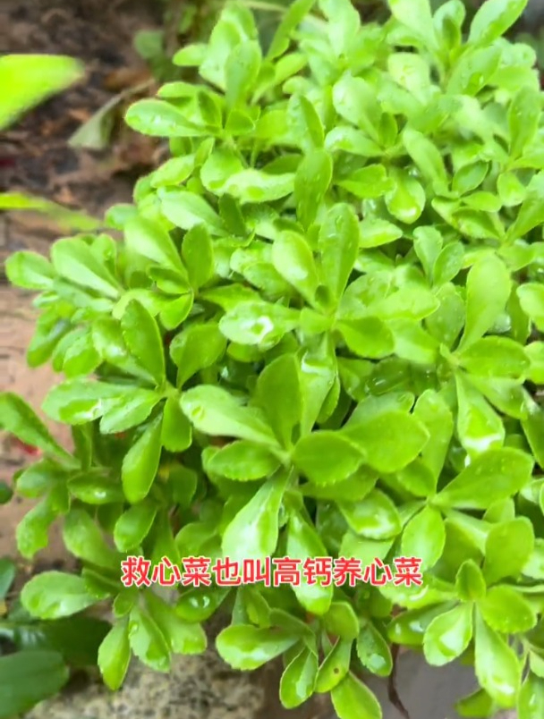 养心菜农村遍地都是,药用价值极高,很多人却不认识它!