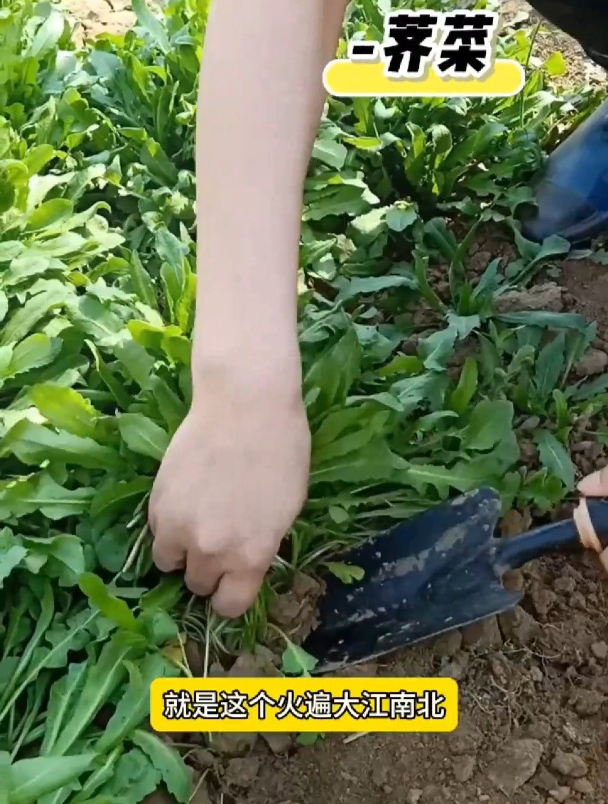 荠菜农村遍地都是,很多人当草,比牛肉价值还高!