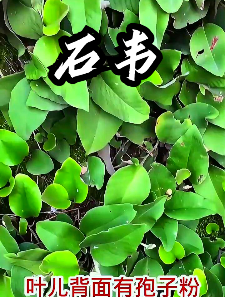 石韦也叫金星草,拿它煮水饮用,可以缓解小便不顺