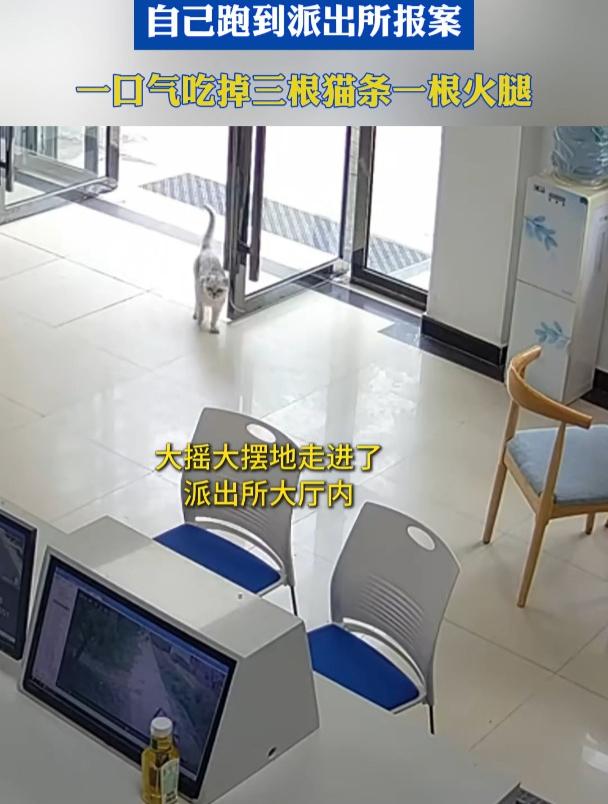 一只猫走丢后,自己跑到派出所报案,一口气吃掉三根猫条一根火腿
