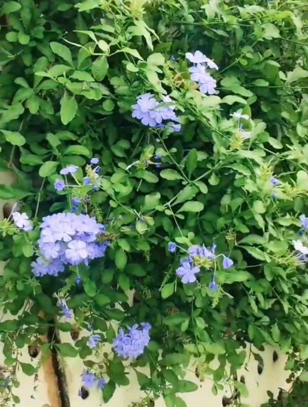 虹吸增氧,文氏管。玩鱼菜共生你需要知道的技巧之一