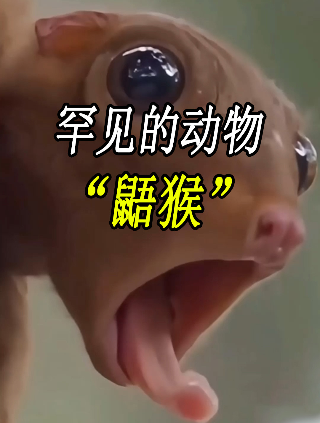 世界上仅存两种的罕见动物,像蝙蝠一样的“灵长类”生物!