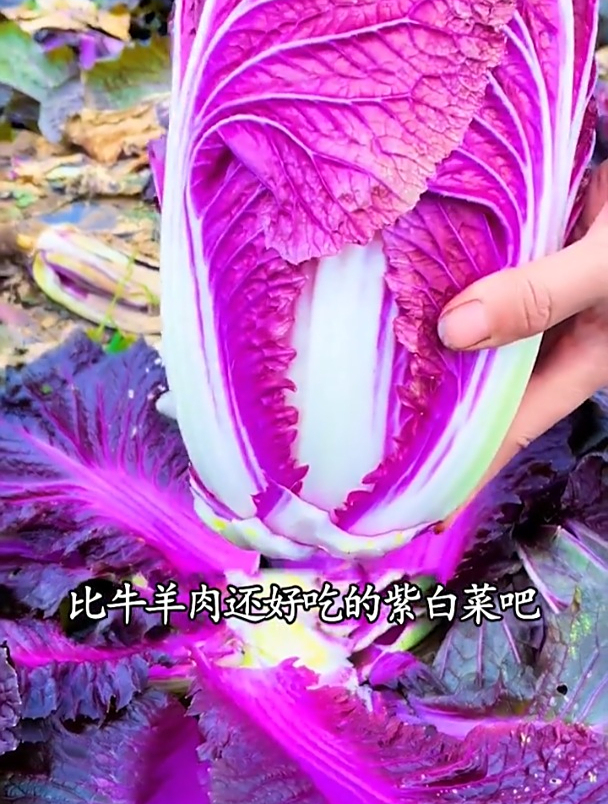 白菜种植新品种,外表紫色可以生吃,营养还特别丰富