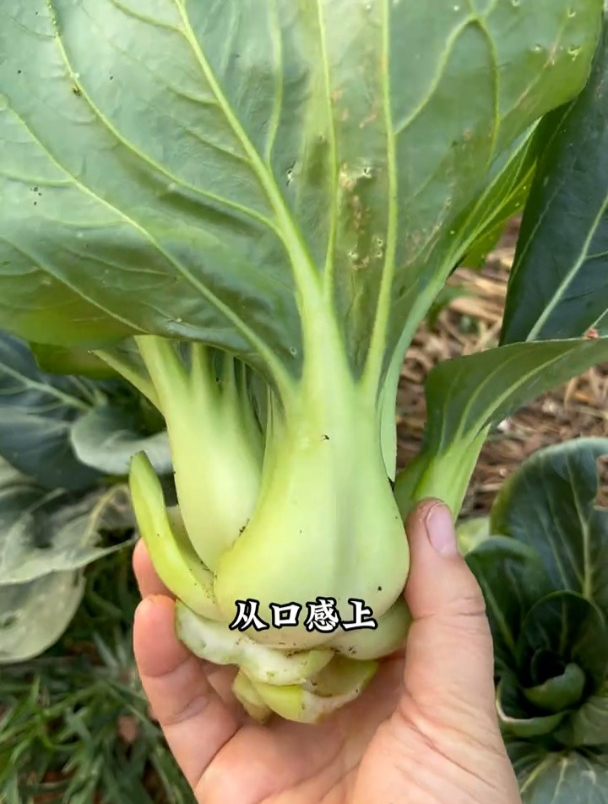 这种青菜口感好,耐寒不易生虫,苏州青正当种!