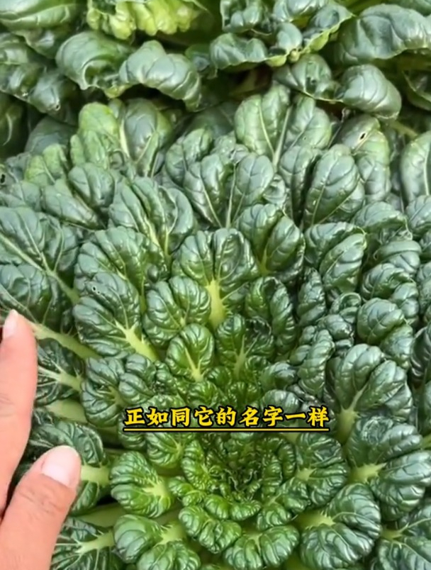 黄心乌塌菜现在正是种的时候,耐寒性特别好,营养还好吃