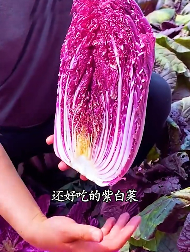 紫色白菜很受欢迎,现在播种正是时候,种植起来特简单