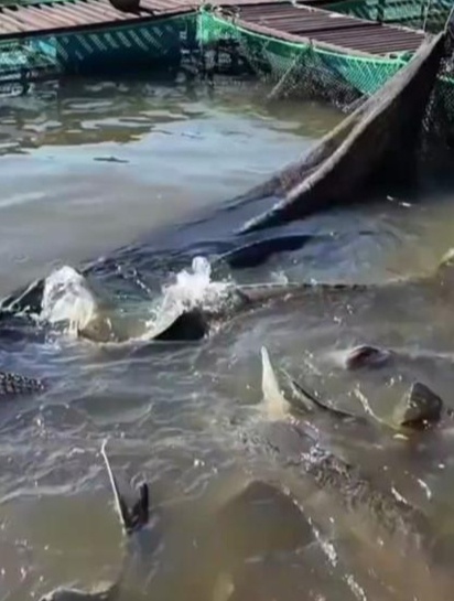 鲜活肥美,光是看着都流口水,黑龙江鲟鳇鱼网箱养殖大丰收啦