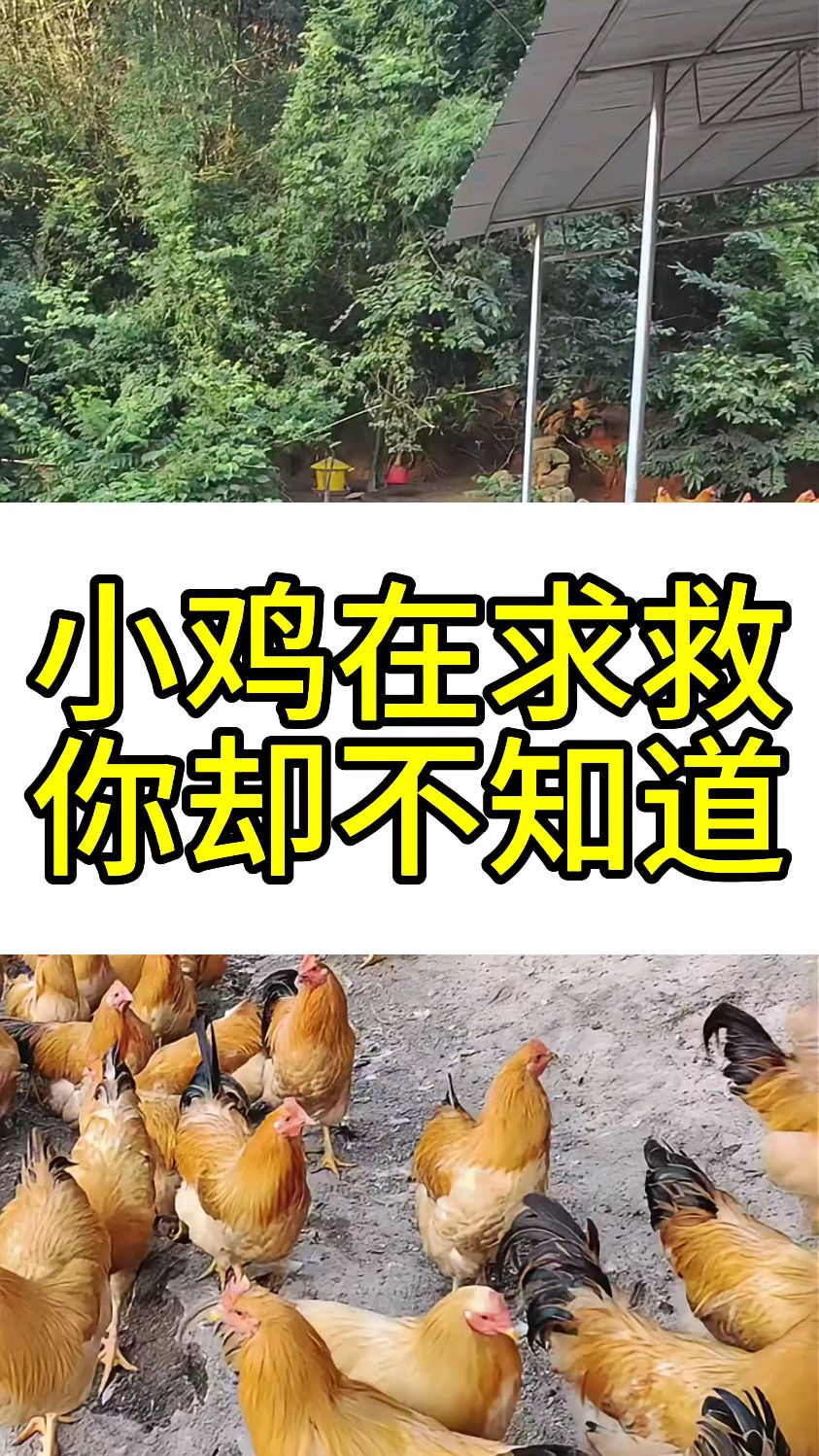 小鸡在求救你却不知道