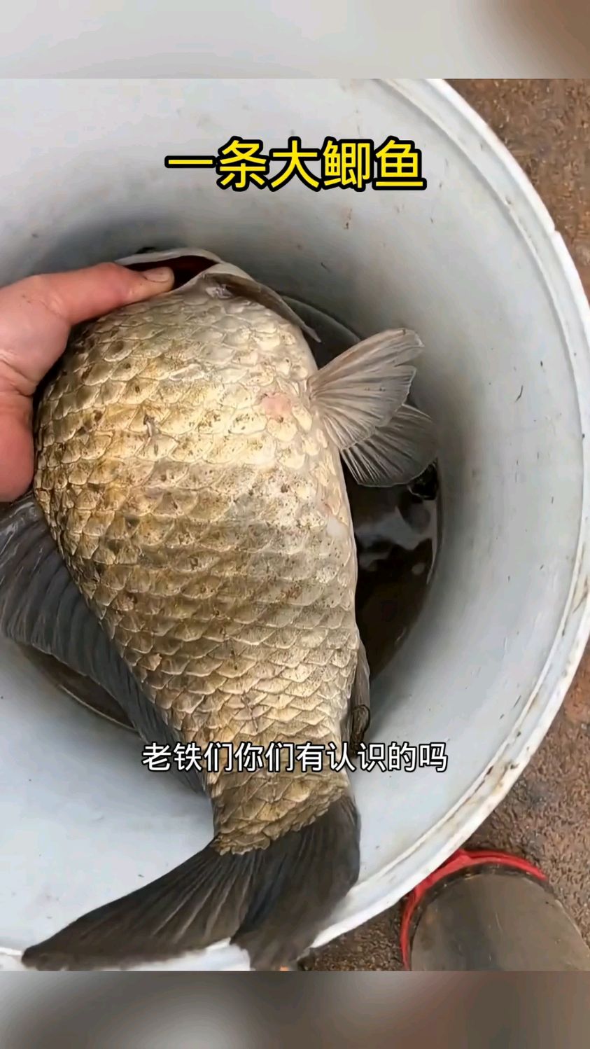 钓上来的一条鲫鱼,这也太大了