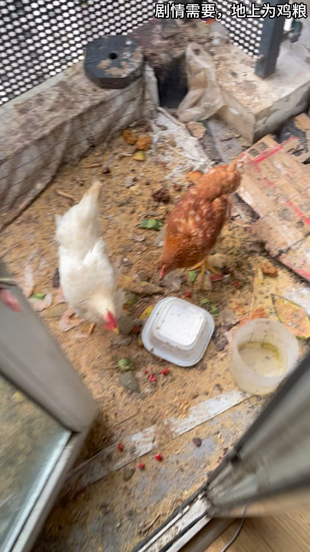 给我的鸡做了一个精致的鸡笼子,我可真帅