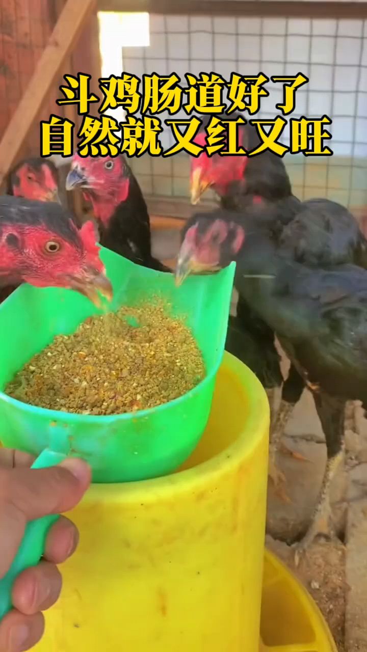 鸡肠道好,长得才快