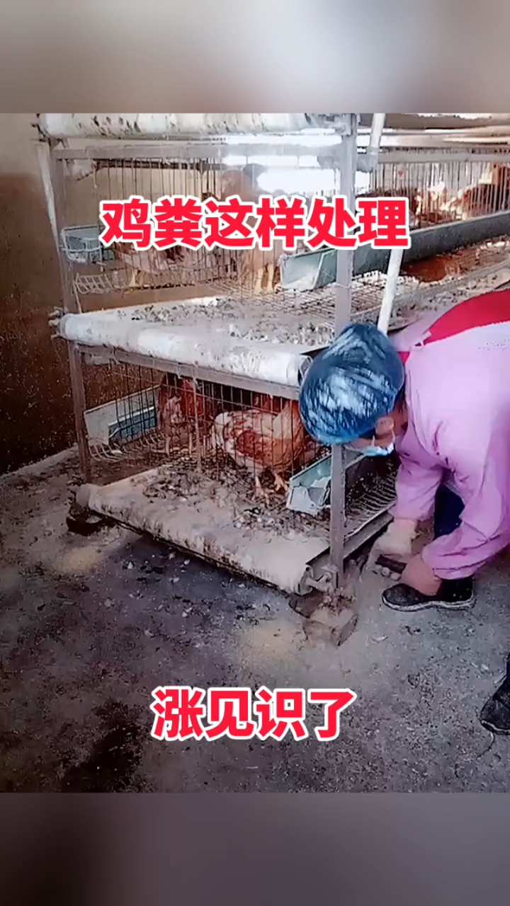 鸡粪这样处理,涨见识了!