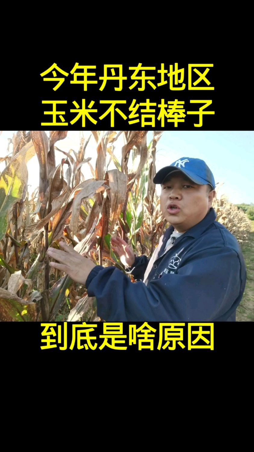 今年丹东地区玉米不结棒,空杆到底是啥原因