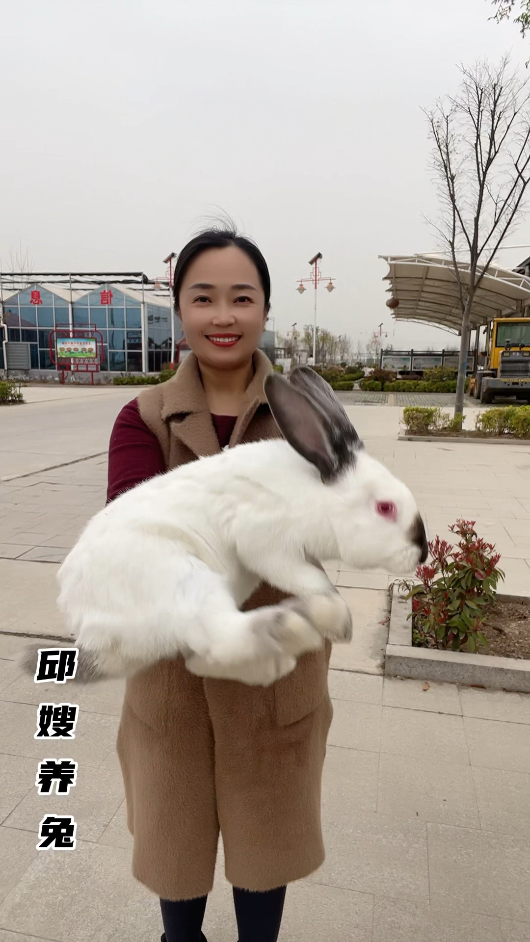 伊拉肉兔八点黑兔