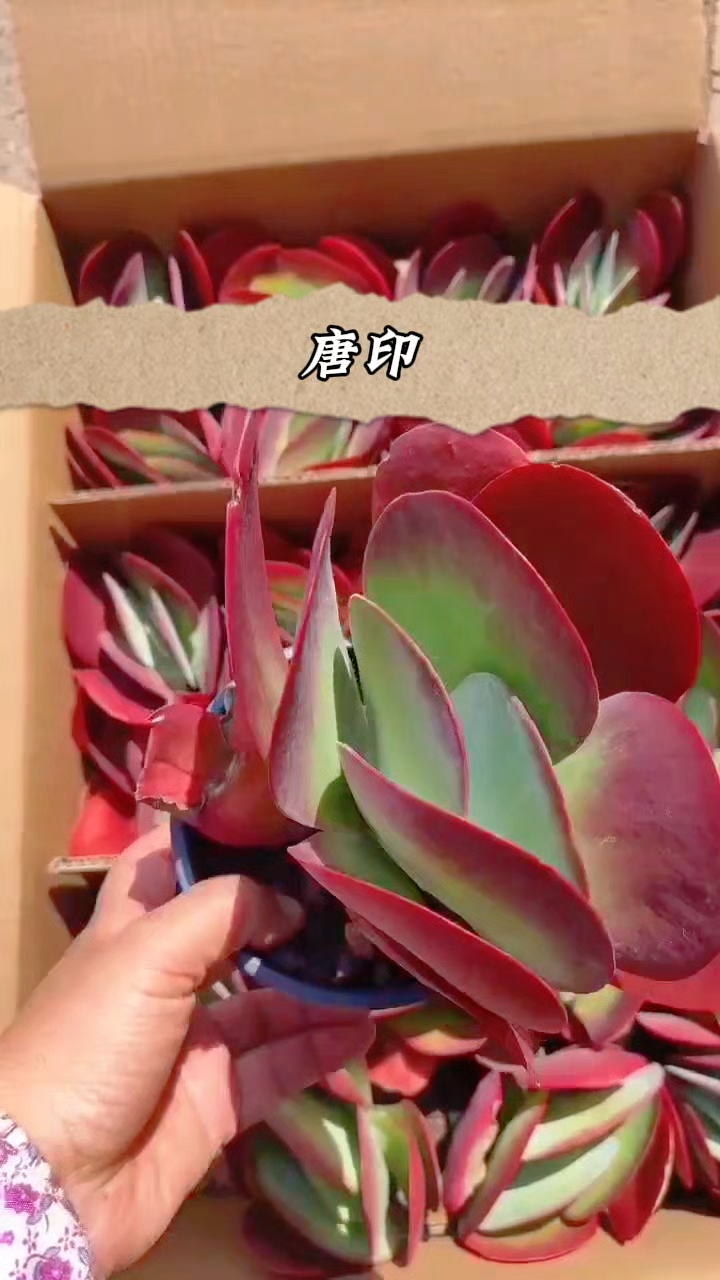 多肉植物图鉴,唐印