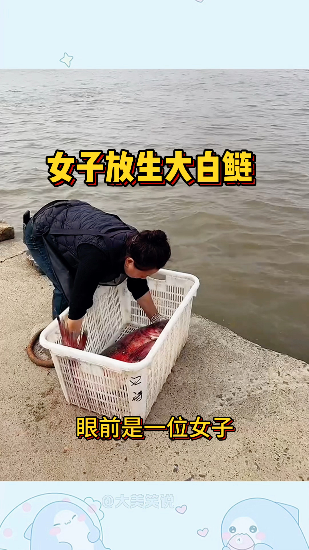 女子放生大白鲢,重获自由