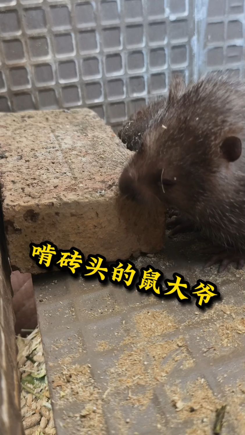 我家小猪鼠真厉害,连砖头这种硬菜都能吃得嘎嘎香