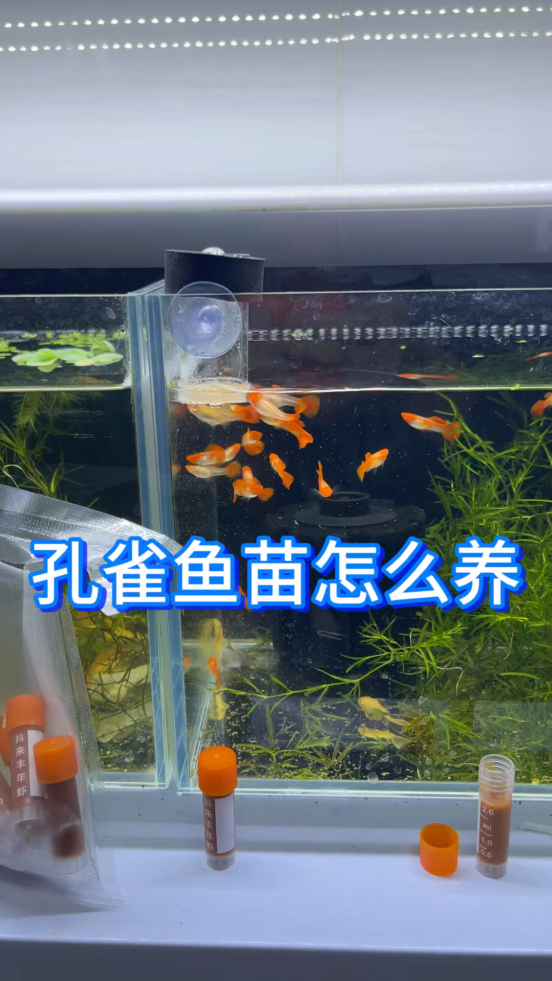孔雀鱼苗怎么养?孔雀鱼苗老是死怎么办,总结了几点看看踩中几条