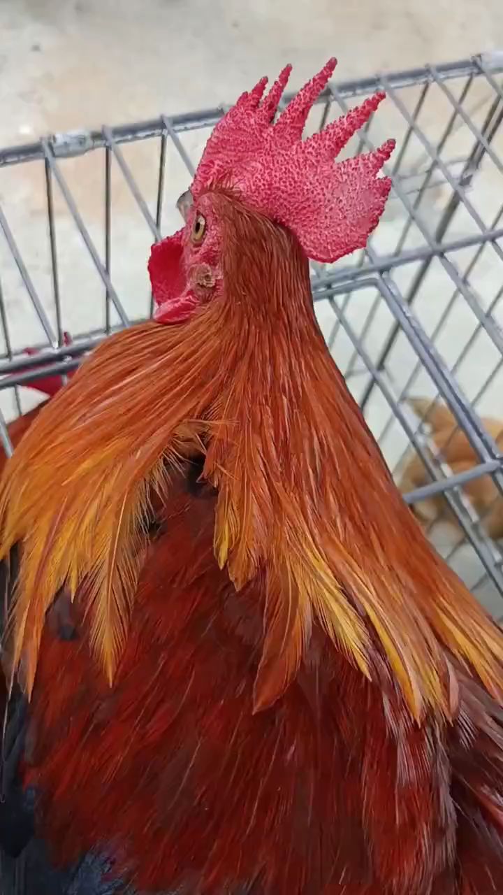 鸡冠是大公鸡的灵魂之一。