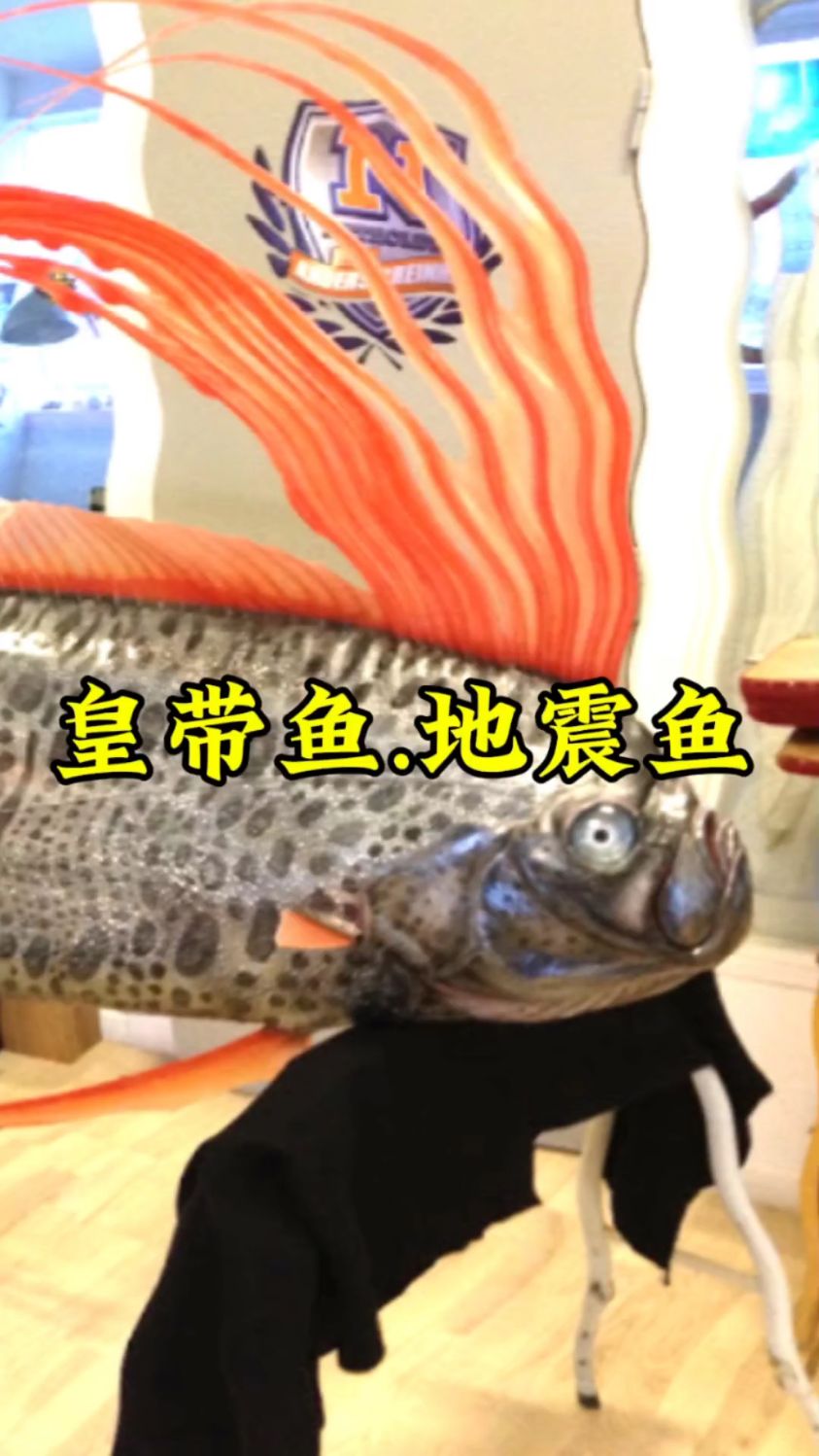 听说这个鱼一旦出现 很有可能发生奇怪的事#海洋生物 #皇带鱼