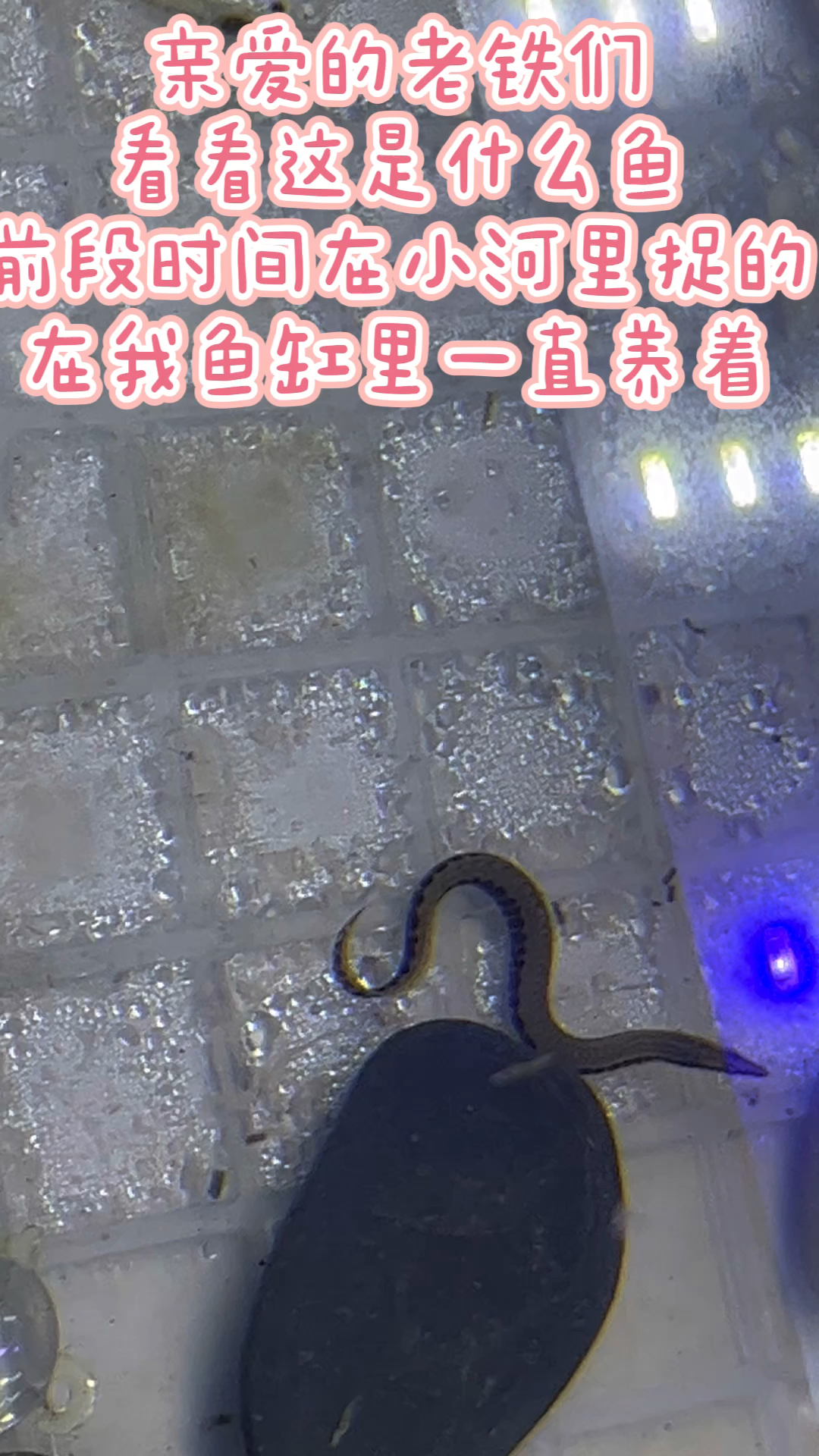 这是什么鱼啊,第一次见,真抽象