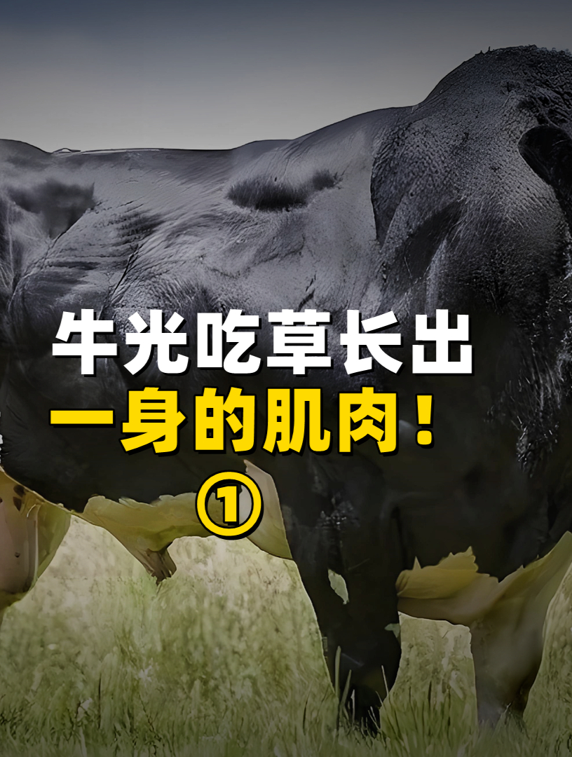 牛每天都是光吃草,就能长出一身的肌肉!为什么人类却不行?