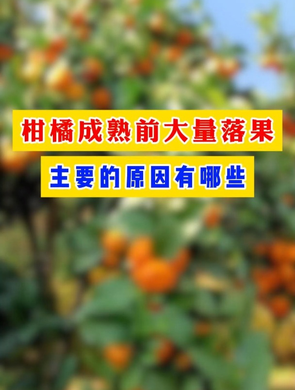 一个视频告诉你柑橘成熟前大量落果主要的原因有哪些