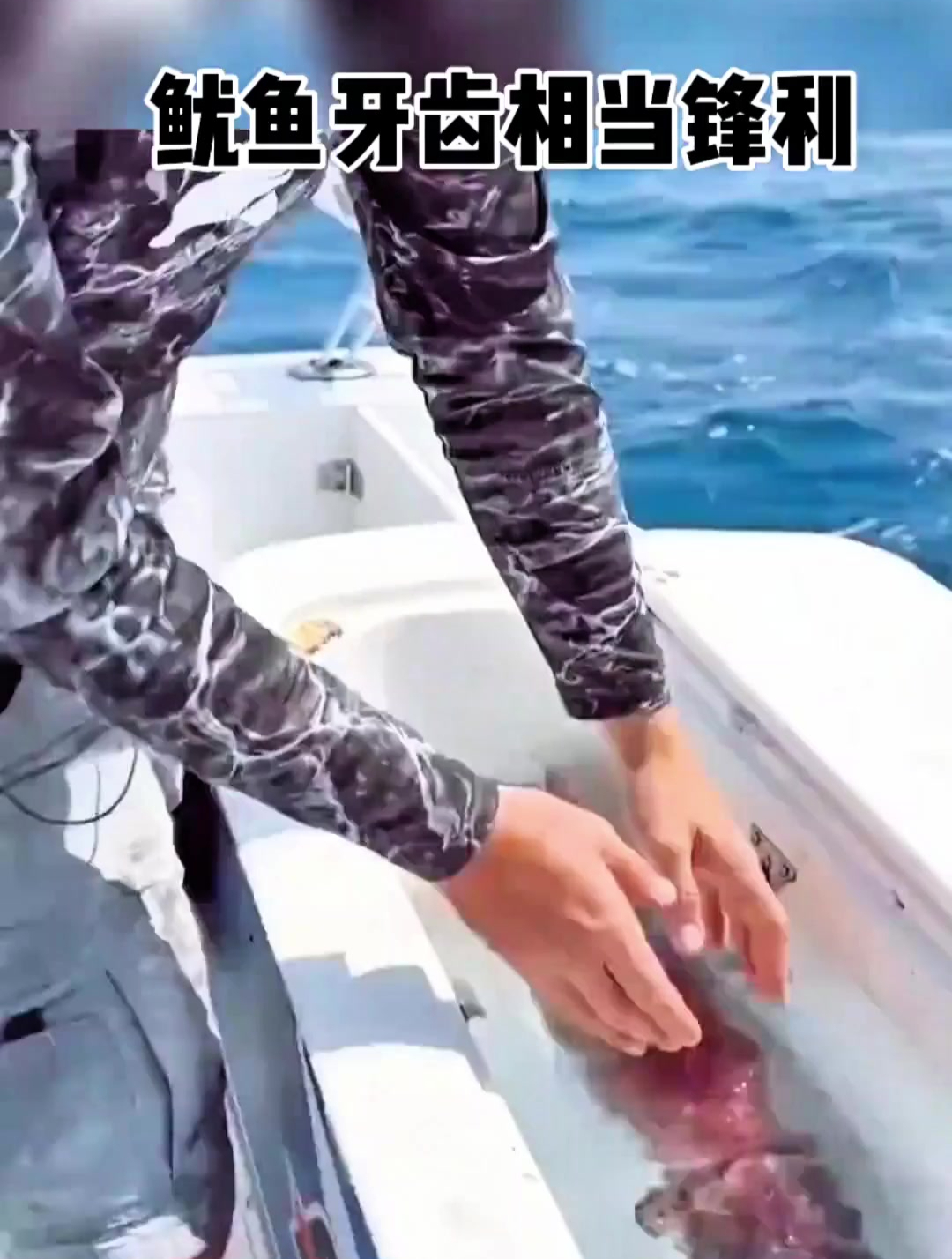 鱿鱼牙齿相当锋利,太可怕了