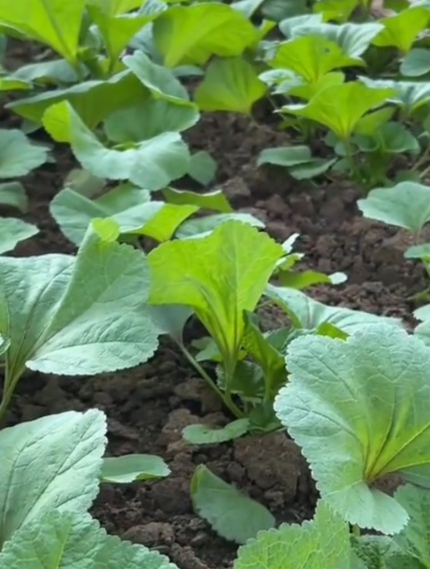 现在种下冬寒菜,不愁冬天没菜吃