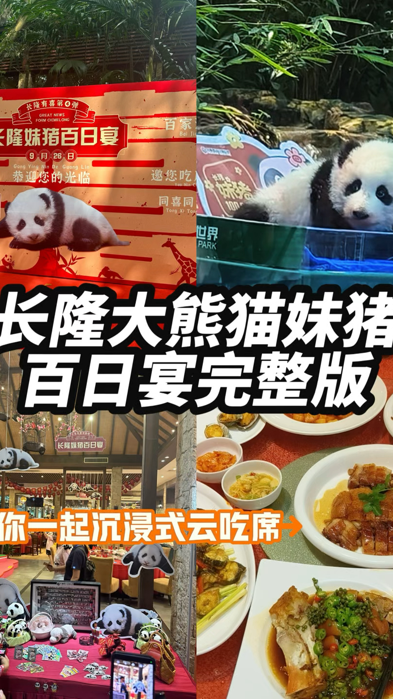 长隆大熊猫过百日办盛大筵席请吃席