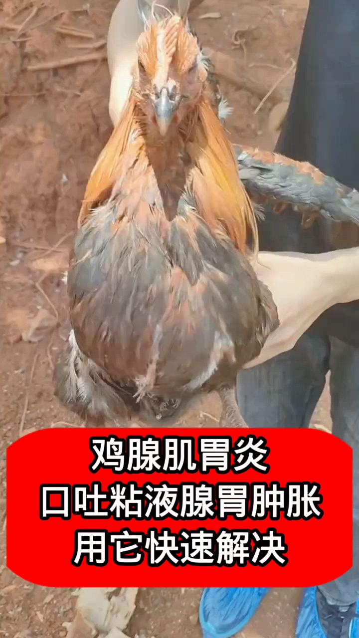 鸡腺胃炎怎么办啊