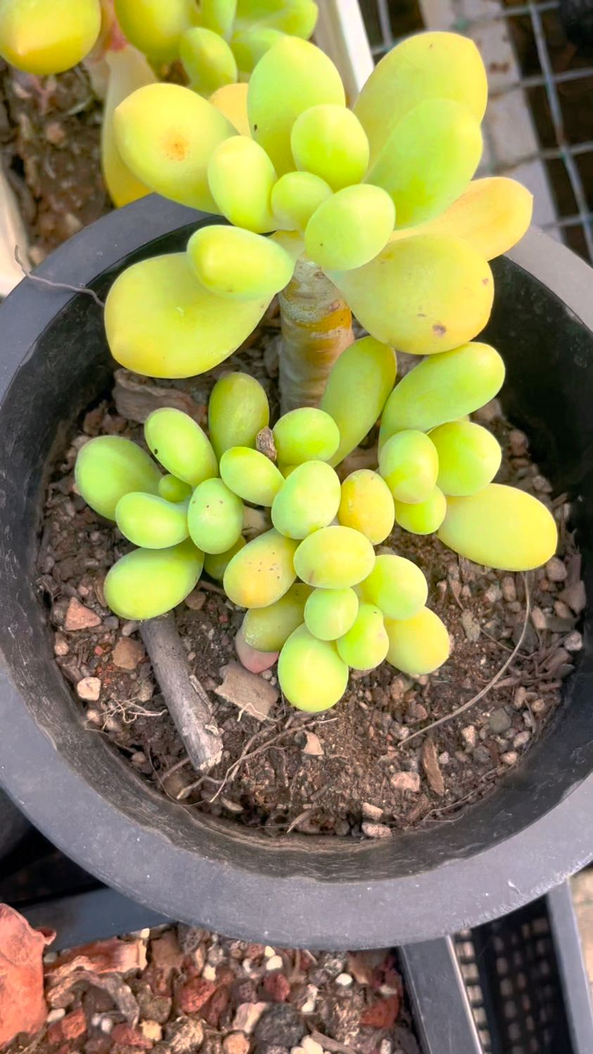 圆叶芒果美人 海洋之心亚种 小叶芒果 都很不错哒~#多肉植物