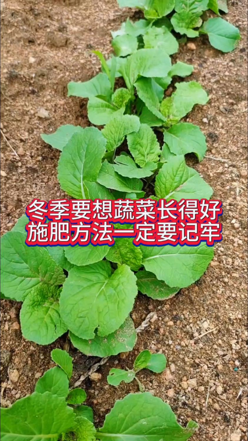 冬季想要蔬菜长得好,施肥方法一定要记牢