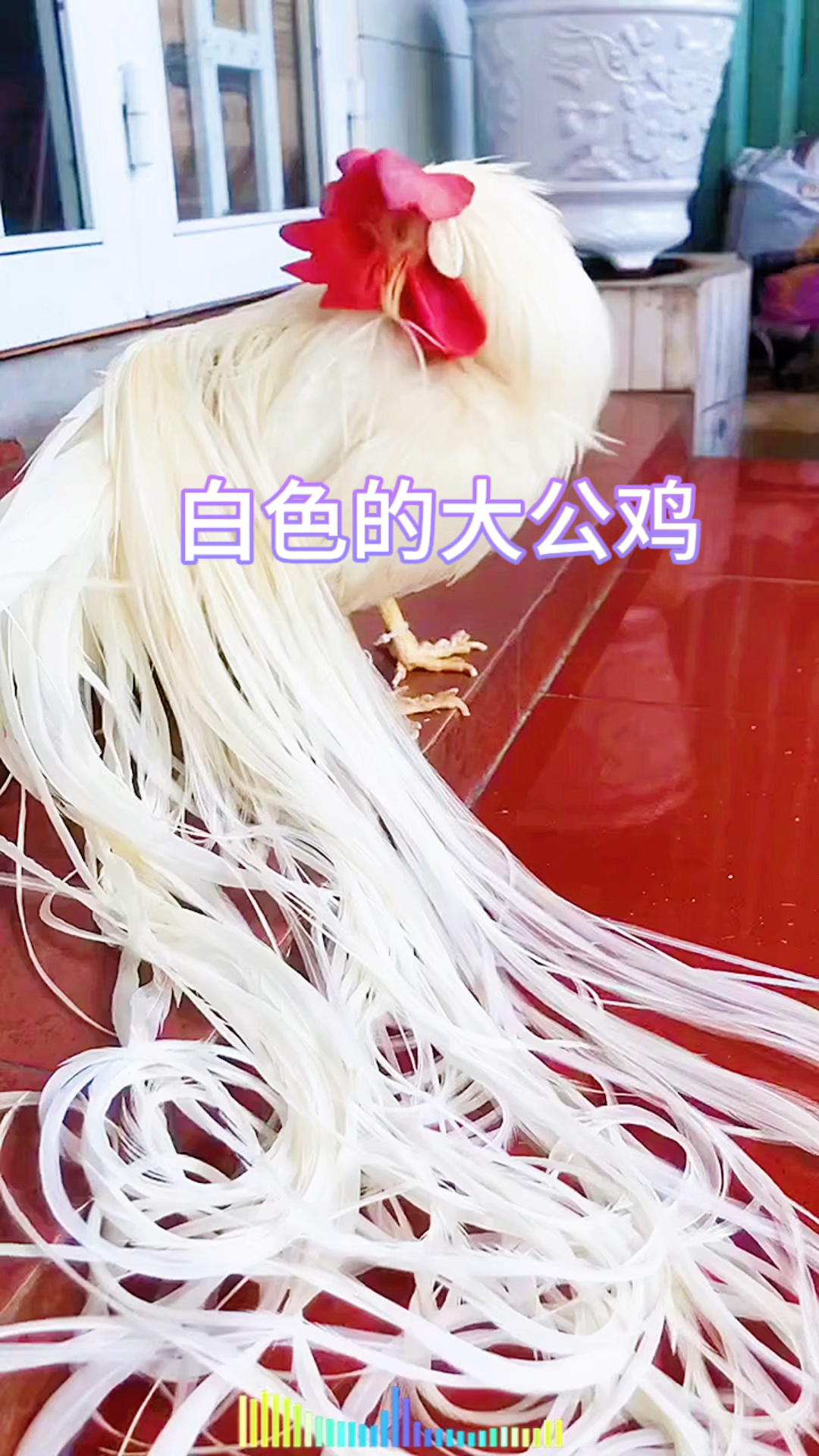 白色的大公鸡,太漂亮了