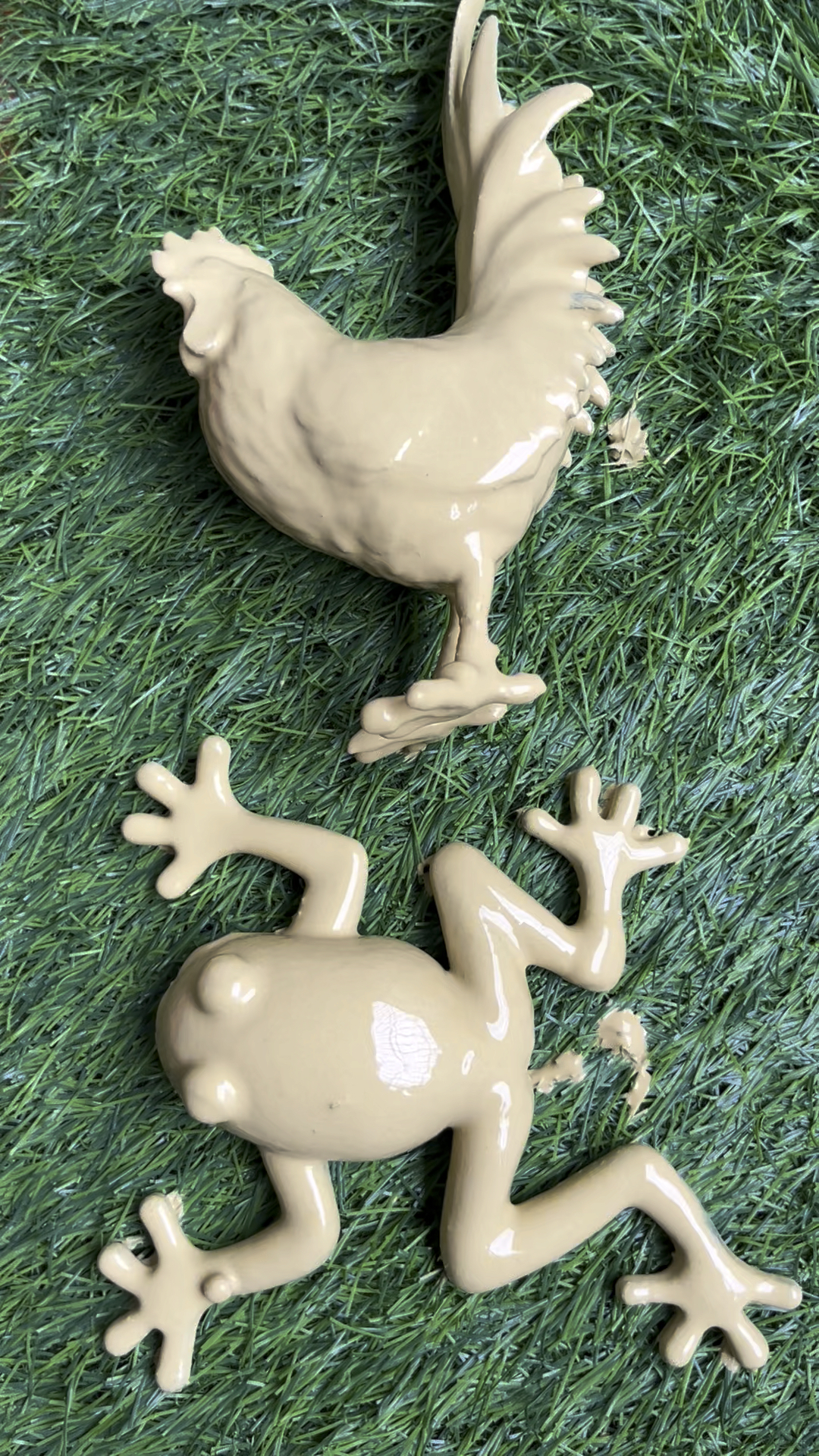 清洗可爱的彩色大公鸡