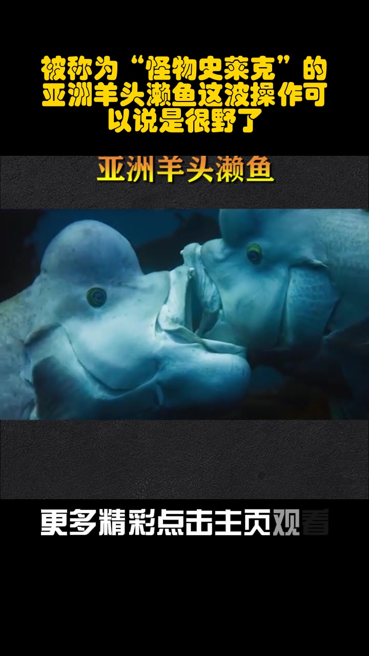被称为“怪物史莱克”的亚洲羊头濑鱼这波操作可以说是很野了