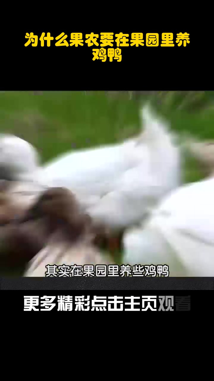 为什么果农要在果园里养鸡鸭?