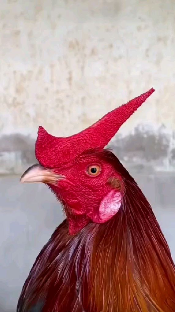 耐克鸡 Nike Chicken 观赏鸡