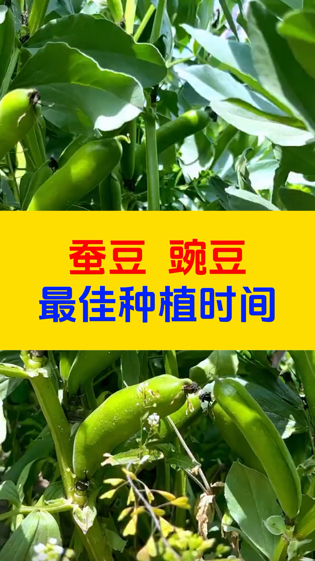 蚕豆 豌豆最佳种植时间