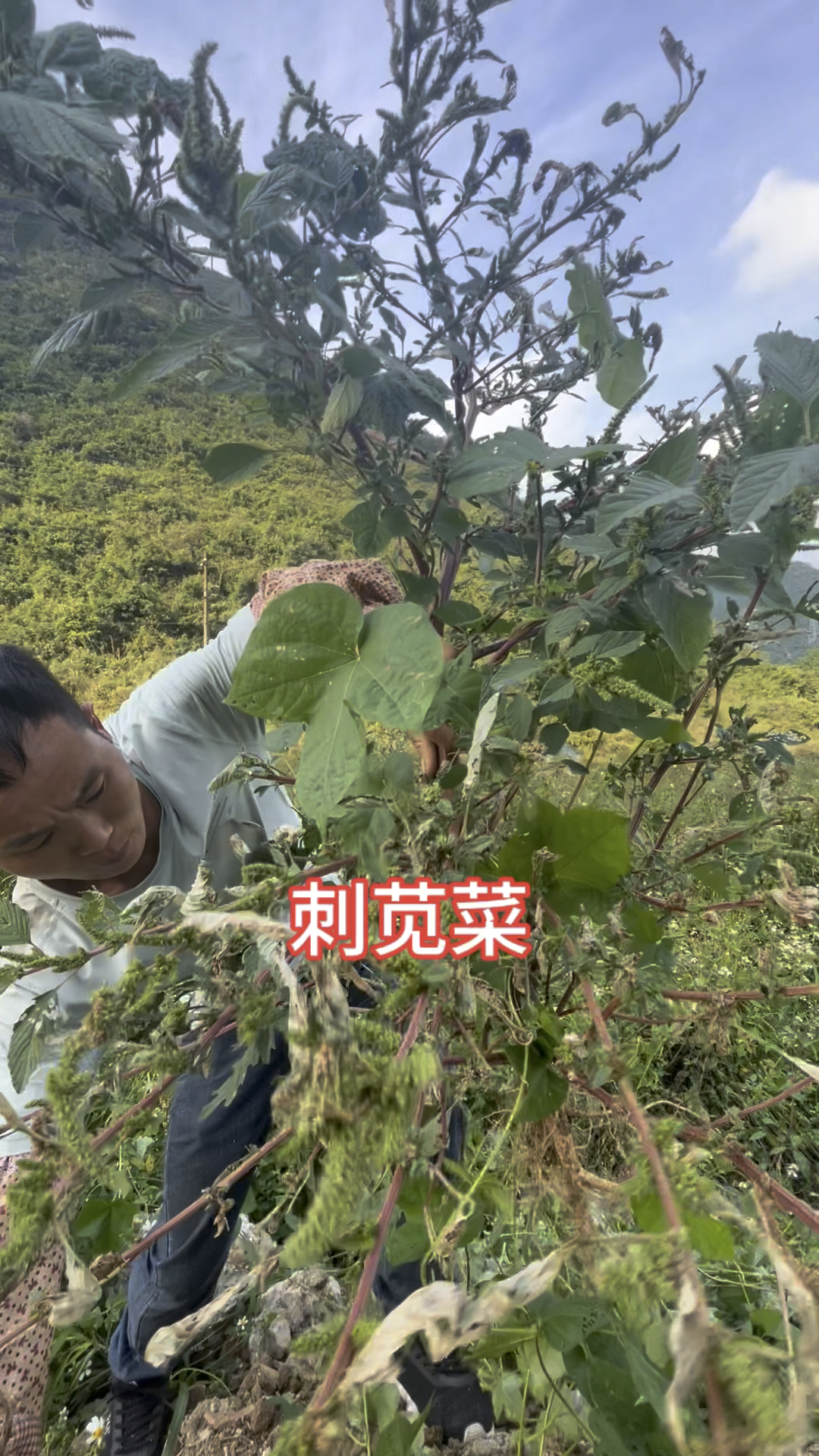 刺苋菜,有人叫它痔疮克星
