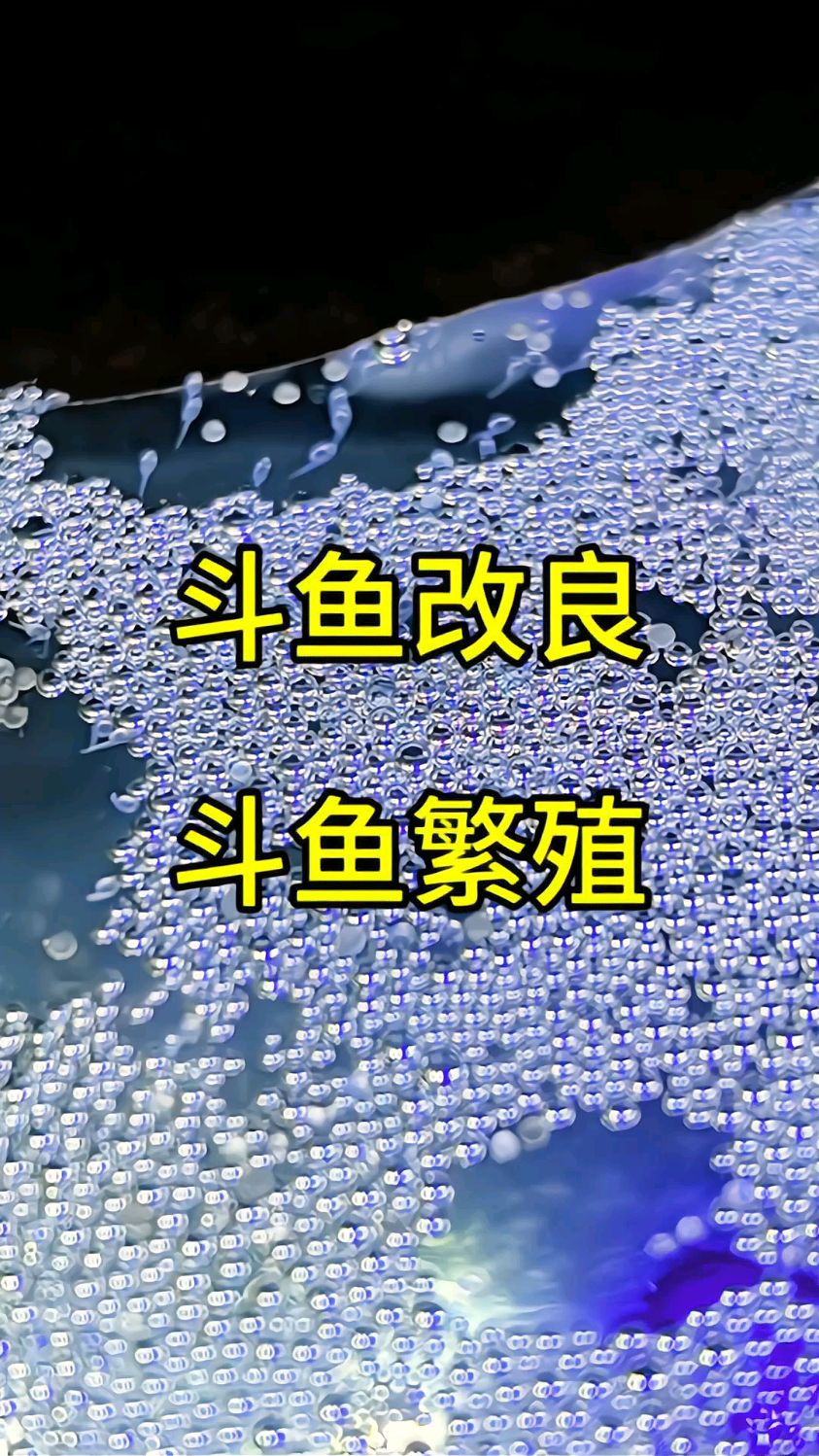 斗鱼改良,斗鱼繁殖系列 #澳火配黄金斗鱼#斗鱼繁殖#斗鱼改良