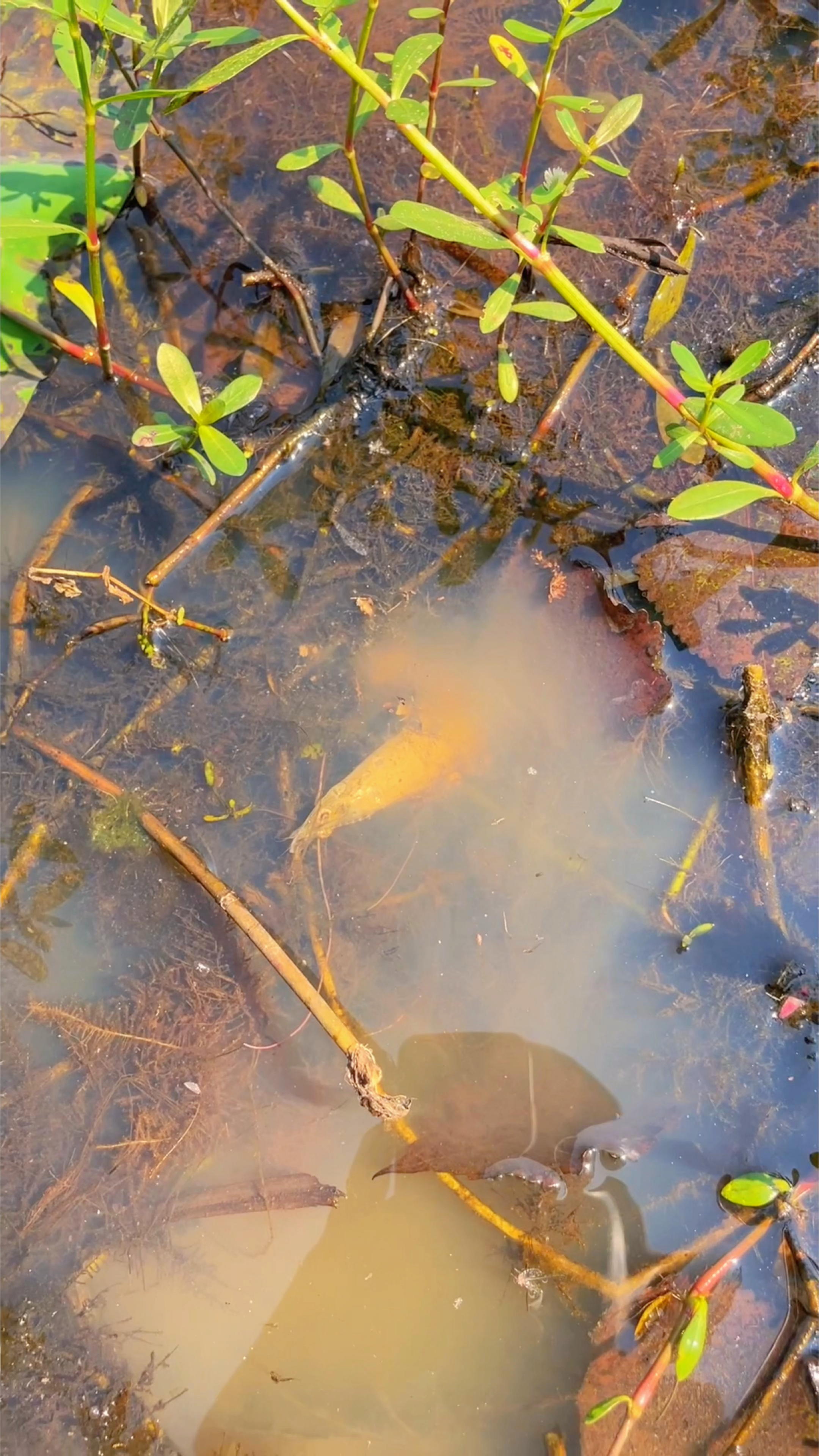 户外偶遇的泥虾美食,你们都听说过虾吃泥巴,还没见过泥虾吧?