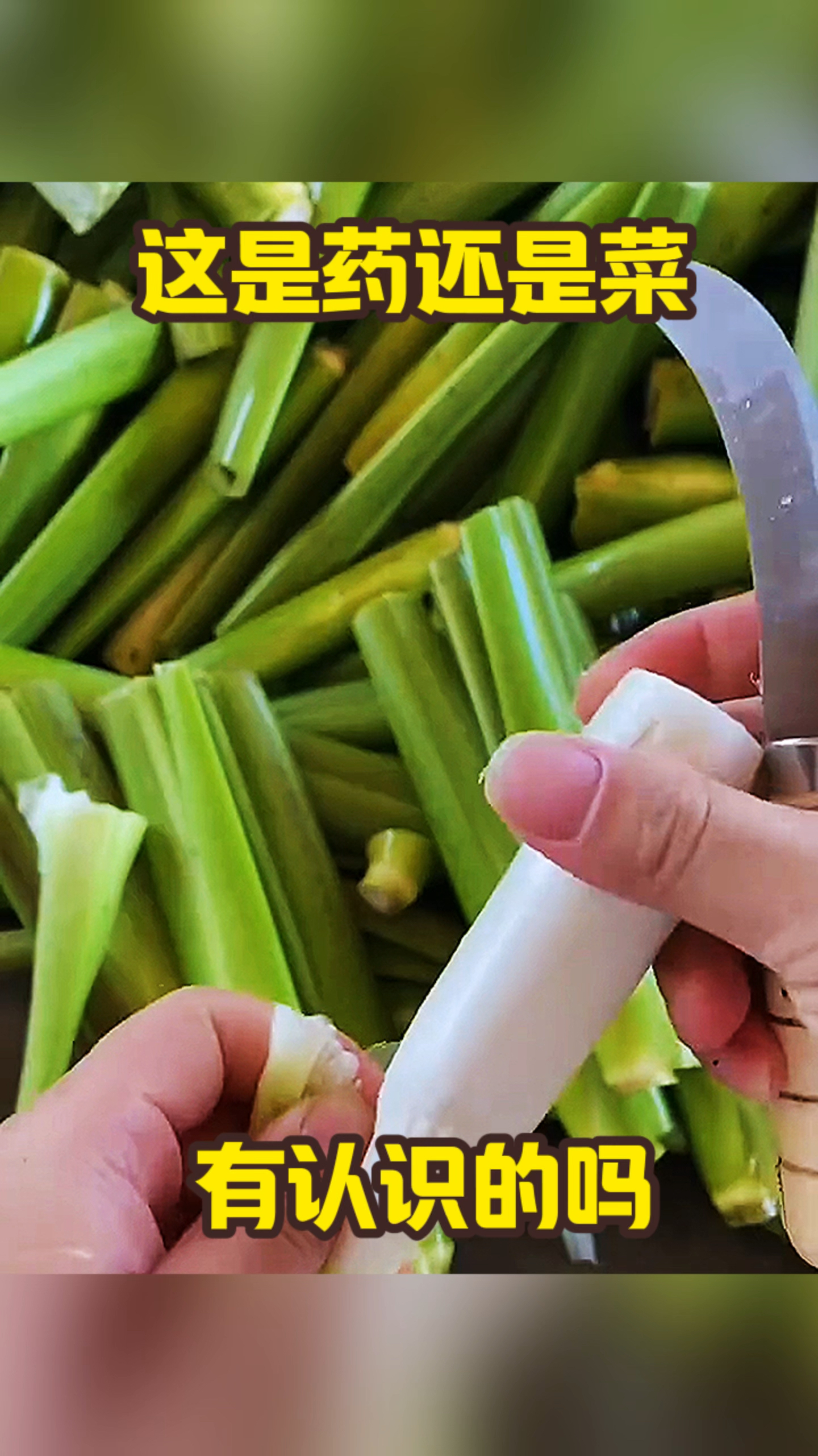 这是药还是菜,有认识的吗